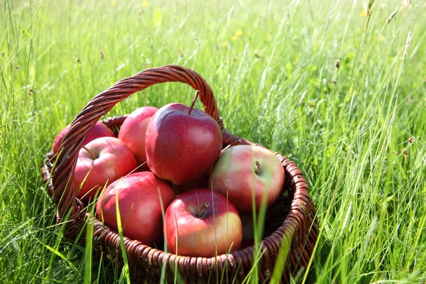 Red apples in basket on green grass — Stock Photo, Image