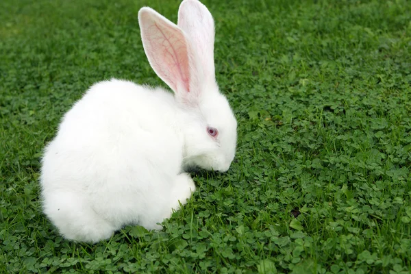 Osterhase im grünen Gras — Stockfoto