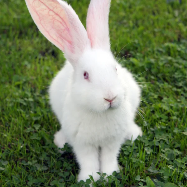 Paskalya tavşanı yeşil çimenlerin üzerinde — Stok fotoğraf