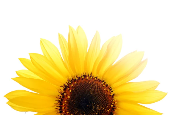Bunga matahari dengan latar belakang putih — Stok Foto
