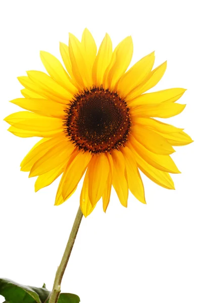 Sonnenblume vor weißem Hintergrund — Stockfoto