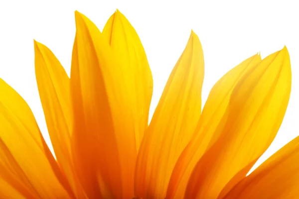 Sonnenblume vor weißem Hintergrund — Stockfoto