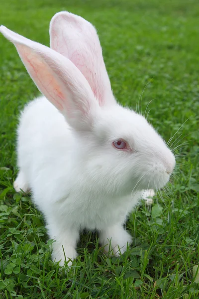 Conejo de Pascua sobre hierba verde —  Fotos de Stock