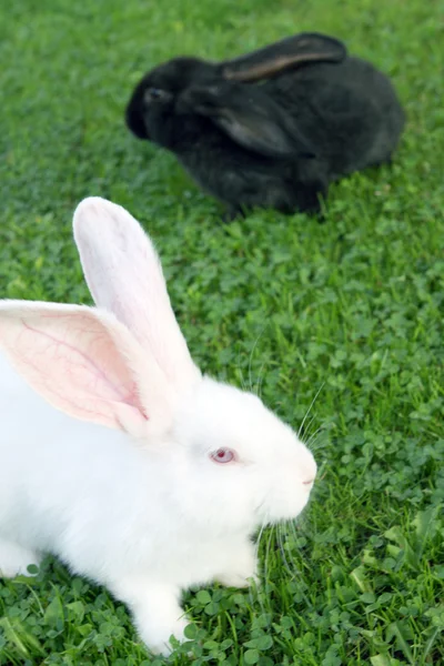 Paskalya bunnys yeşil çimenlerin üzerinde — Stok fotoğraf