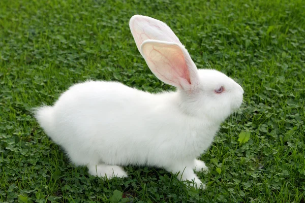 Conejo de Pascua sobre hierba verde — Foto de Stock