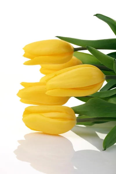 Spring Flowers Tulips — Stock Photo, Image