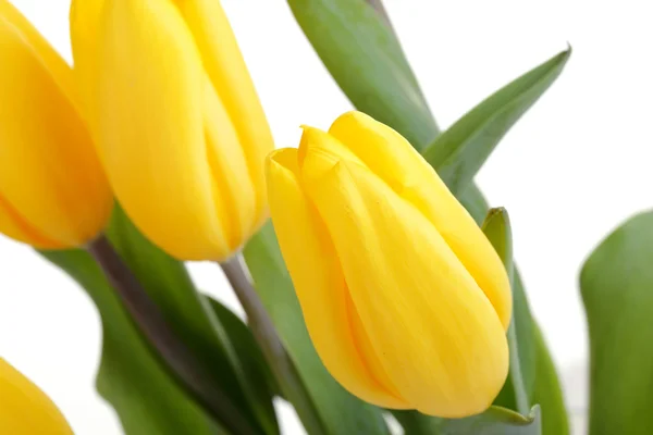 Flores de primavera tulipanes —  Fotos de Stock