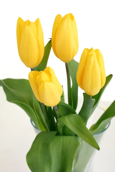 Spring Flowers Tulips — Stock Photo, Image