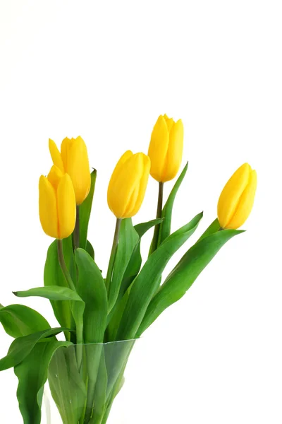 Spring Flowers Tulips — Stock Photo, Image