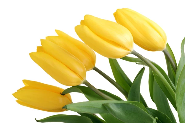 Spring Flowers Tulips — Stock Photo, Image