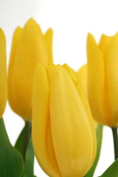 Spring Flowers Tulips — Stock Photo, Image