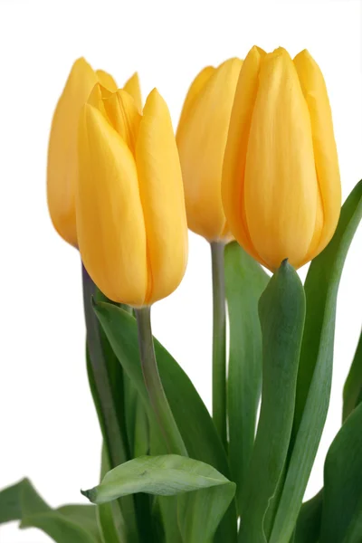 Flores de primavera tulipanes Fotos de stock