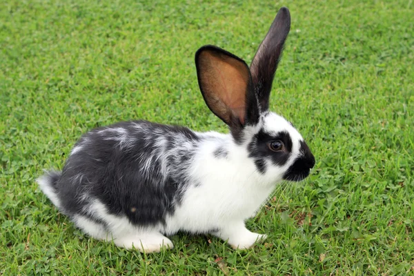 Conejo de Pascua sobre hierba verde —  Fotos de Stock