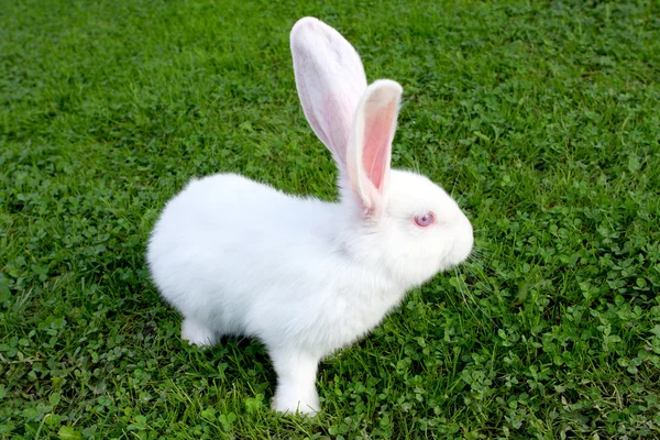 Lapin de Pâques sur herbe verte — Photo