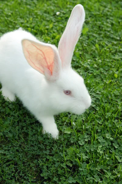 푸른 잔디에 부활절 토끼 — 스톡 사진