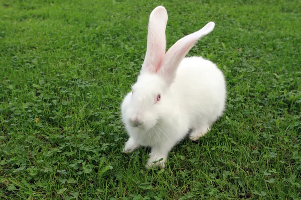 Conejo de Pascua sobre hierba verde —  Fotos de Stock