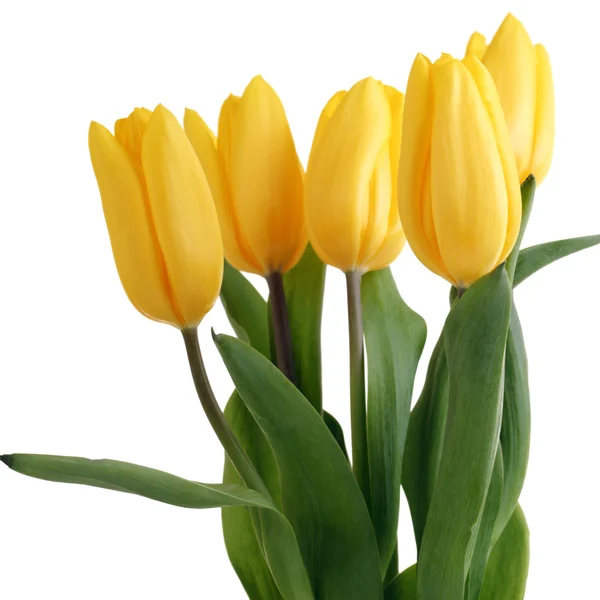 Spring Flowers Tulips — Stock Photo, Image