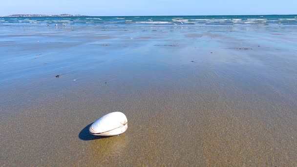 Ola Playa Arena Con Una Concha Revere Beach Ciudad Revere — Vídeo de stock