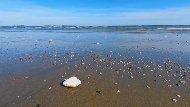 Time Lapse Vidéo Vague Sur Plage Sable Avec Une Coquille — Video