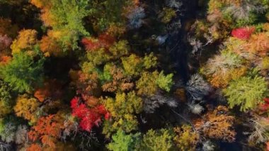Furnace Brook, Kingston, Massachusetts MA, ABD 'de sonbahar yeşillikleriyle kaplı.. 
