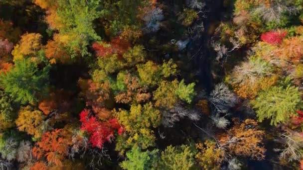 Furnace Brook Pemandangan Atas Dengan Dedaunan Jatuh Kota Kingston Massachusetts — Stok Video