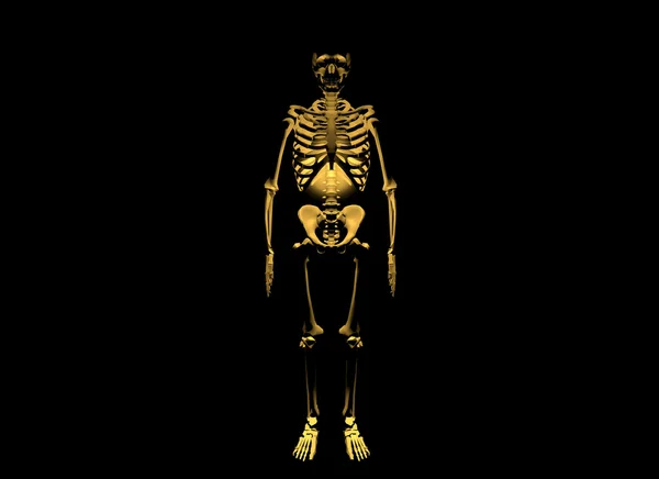 Σκελετός σε μαύρο φόντο — Φωτογραφία Αρχείου