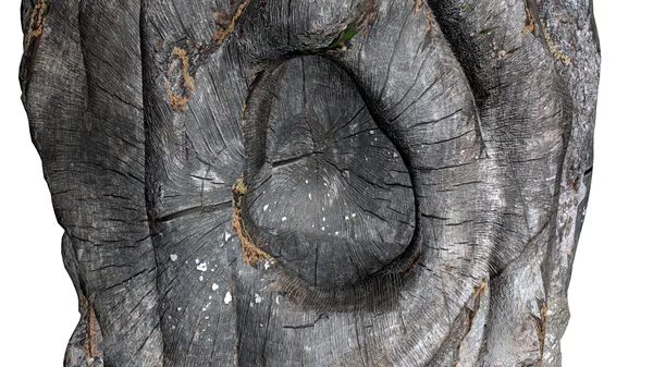 Puu — kuvapankkivalokuva