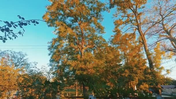 Παράθυρο Κοιτάζοντας Πολύχρωμα Δέντρα Πτώση — Αρχείο Βίντεο