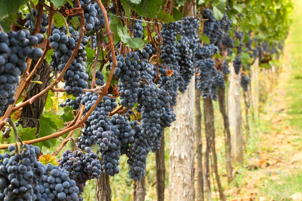 Image result for The vineyard, the harvest is ripe