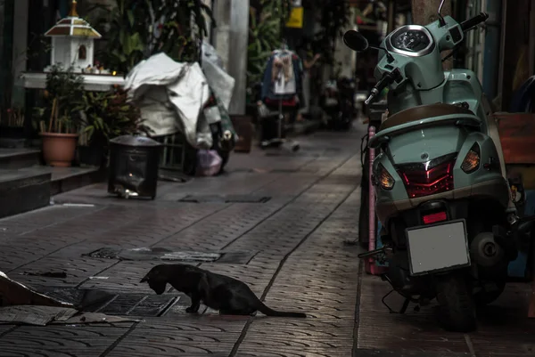 Sokak Aralığındaki Boru Kapağına Bakan Bir Sokak Kedisinin Yan Görüntüsü — Stok fotoğraf