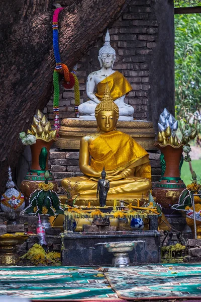 Nakhon Nayok Tailândia Mar 2020 Muitas Raízes Árvores Grandes Cobrindo — Fotografia de Stock