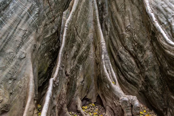 Detalhes Imagem Maior Mais Alta Árvore Gigante Ban Sanam Província — Fotografia de Stock