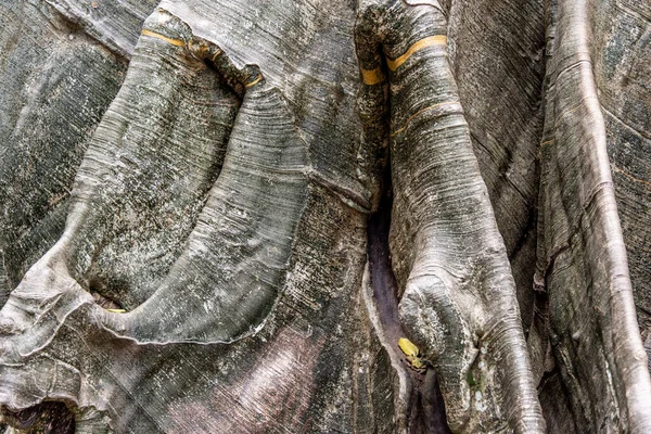 Деталі Зображення Найбільшого Найвищого Гігантського Дерева Бан Санамі Провінції Утаї — стокове фото