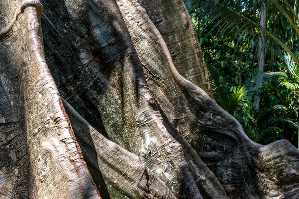 Деталі Зображення Найбільшого Найвищого Гігантського Дерева Бан Санамі Провінції Утаї — стокове фото