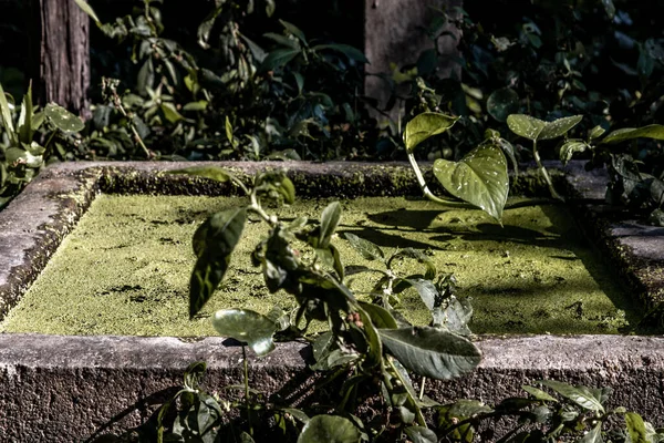 Oude Vijver Voor Het Wassen Van Voeten Cement Voetbad Voor — Stockfoto