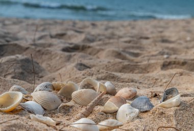 Kumsalda deniz kabuğu ve kopyalama alanı. Yazın kumsal deseni..