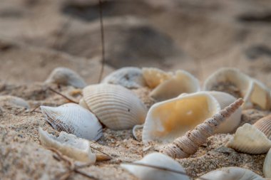 Sahildeki kumda Deniz Kabuğu 'na yakın çekim yap ve uzayı kopyala. Yazın kumsal deseni..