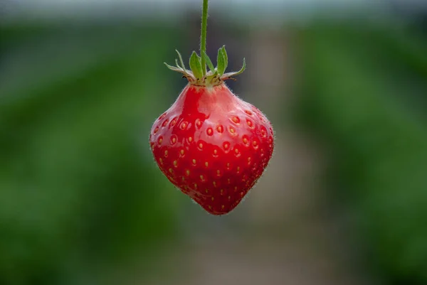 Frische Reife Bio Erdbeere Zweig Gartenfrüchte Isoliert Kopierraum — Stockfoto