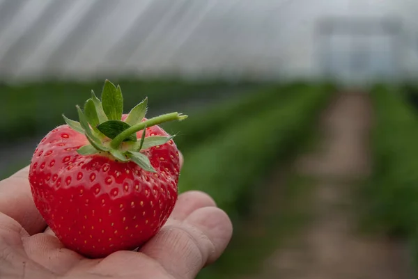Die Erdbeere Einer Mann Palme Einem Garten Frische Bio Erdbeeren — Stockfoto