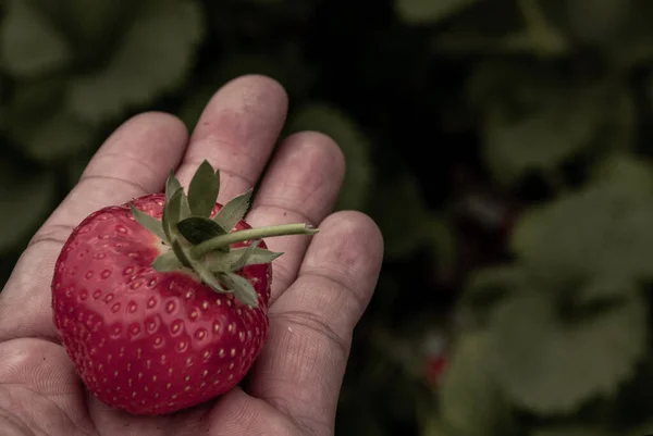 Die Erdbeere Einer Mann Palme Einem Garten Frische Bio Erdbeeren — Stockfoto