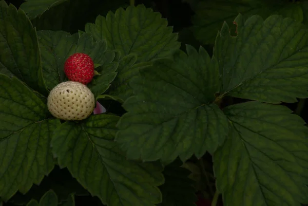 Strauch Von Frischen Roten Und Weißen Erdbeeren Erdbeerfrüchte Wachstum Garten — Stockfoto