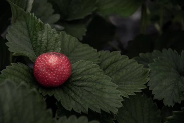 Strauch Von Frischen Roten Erdbeeren Erdbeerfrüchte Wachstum Garten Prozessertrag Bio — Stockfoto