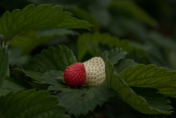 Strauch Von Frischen Roten Und Weißen Erdbeeren Erdbeerfrüchte Wachstum Garten — Stockfoto