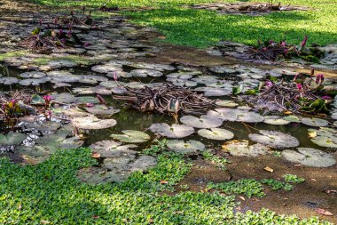 Yeşil nilüfer yaprağı ve pembe nilüfer çiçeği Tayland kırsalında doğal bir kanalda..