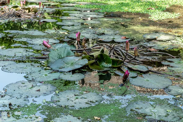 Yeşil Nilüfer Yaprağı Pembe Nilüfer Çiçeği Tayland Kırsalında Doğal Bir — Stok fotoğraf