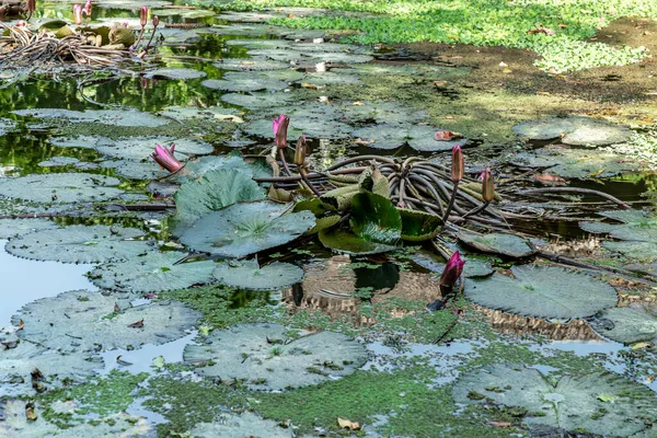 Green Lotus Leaf Pink Lotus Flower Natural Canal Countryside Thailand — Stock Photo, Image