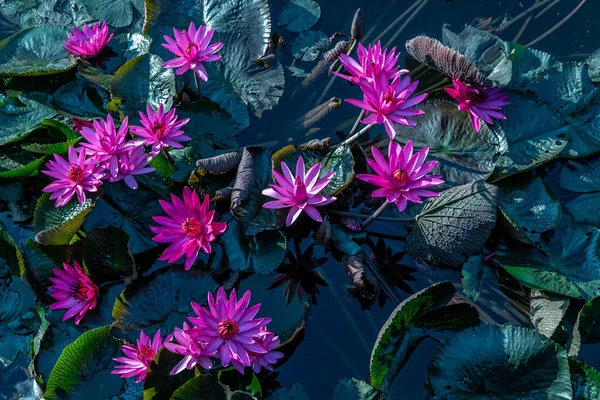 Hermosa Flor Loto Rosa Con Hoja Loto Verde Estanque Campo — Foto de Stock