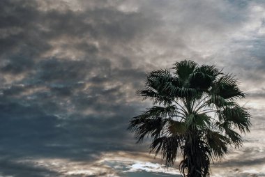 Arka plan olarak Toddy palmiye veya Kamboçya palmiye ve Güzel gökyüzü görünümü. kopyalama alanı.