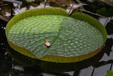 Victoria cruziana yüzen kıvrımlı yaprakları (Santa Cruz nilüfer, nilüfer, su tabağı, yrupe, Victoria arjantin) botanik bahçe bir havuzda tropikal çiçekli bitki.