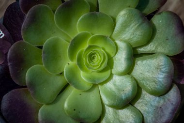 Güzel Aeonium arboreum 'un yakın çekimi, bahar mevsiminde botanik bahçesinde Black Aeonium, ya da İrlanda gülü. Üst görünüm.